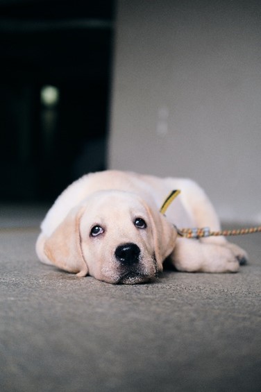 comment réussir à changer d'entreprise - chien fatigué - Coaching & coaching