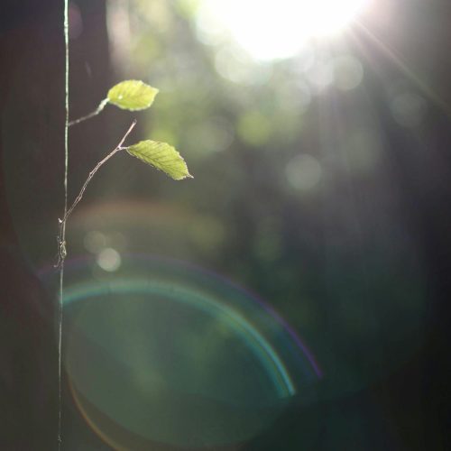 retraining at 50 - tree leaves - coaching & coaching se reconvertir à 50 ans - feuilles d'arbre - coaching & coaching